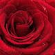 Beautiful Red Rose... (thumbnail)