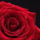 Beautiful Red Rose... (thumbnail)