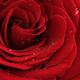 Beautiful Red Rose... (thumbnail)