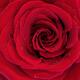 Beautiful Red Rose... (thumbnail)