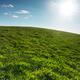 Sunny Grassland Landscape Under Blue Sky... (thumbnail)