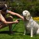 Young Woman Washing Her Dog... (thumbnail)