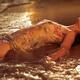 Woman in Wet Dress at the Beach... (thumbnail)