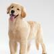 Golden Retriever Puppy... (thumbnail)