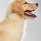 Golden Retriever Dog Puppy Side Profile... (thumbnail)