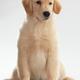 Humorous Photo of Golden Retriever Puppy... (thumbnail)