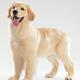 Golden Retriever Puppy... (thumbnail)