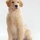 Golden Retriever Puppy... (thumbnail)