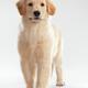Golden Retriever Puppy... (thumbnail)