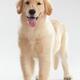 Golden Retriever Puppy... (thumbnail)