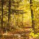 Hiking Trail in a Park... (thumbnail)