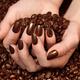 Woman Holding Coffee Beans in Her Hands... (thumbnail)