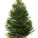 Undecorated Christmas tree isolated on white... (thumbnail)