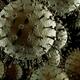 Flu virus Influenza A closeup of particles... (thumbnail)