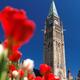 Red tulips in front of The Peace Tower in Ottawa Canada... (thumbnail)