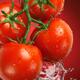 Fresh juicy cluster tomatoes on the vine in water... (thumbnail)