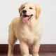 Golden Retriever puppy... (thumbnail)
