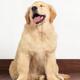 Golden Retriever puppy... (thumbnail)