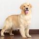 Golden Retriever indoors... (thumbnail)