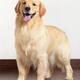Golden Retriever portrait... (thumbnail)