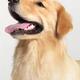 Golden Retriever puppy portrait... (thumbnail)