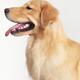 Golden Retriever puppy profile portrait... (thumbnail)
