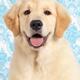 Cute Golden Retriever Puppy... (thumbnail)