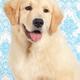 Golden Retriever puppy portrait... (thumbnail)