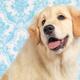 Daydreaming Golden Retriever puppy... (thumbnail)