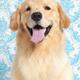 Golden Retriever puppy artistic portrait... (thumbnail)