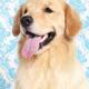 Young Golden Retriever closeup portrait... (thumbnail)