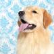 Golden Retriever portrait on blue background... (thumbnail)