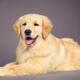 Golden Retriever puppy lying down... (thumbnail)