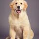 Golden Retriever puppy studio portrait... (thumbnail)
