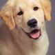 Closeup portrait of a Golden Retriever... (thumbnail)