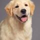 Closeup portrait of a Golden Retriever puppy... (thumbnail)