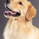 Golden Retriever... (thumbnail)