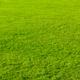 Green grass texture background... (thumbnail)