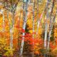 Birch trees fall nature scenery... (thumbnail)