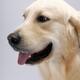Golden Retriever... (thumbnail)