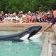 Killer Whale Show at MarineLand Niagara Falls... (thumbnail)