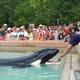 Killer Whale Show at MarineLand Niagara Falls... (thumbnail)