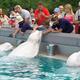 People Feeding Beluga Whales at MarineLand Niagara Falls... (thumbnail)