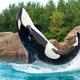 Orca Killer Whale Jumping... (thumbnail)