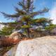 Big pitch pine tree and rocks... (thumbnail)