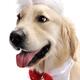 Golden Retriever in Santa Hat... (thumbnail)