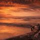 Beautiful atmospheric sunset scenery of driftwood on lake shore... (thumbnail)