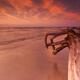 Dramatic sunset nature scenery of driftwood on a shore... (thumbnail)