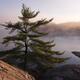 Pine tree at Killarney Provincial Park... (thumbnail)
