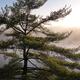 Old pine tree sunrise nature scenery... (thumbnail)